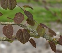 Cercidiphyllum japonicum  - Katsuraboom - 3