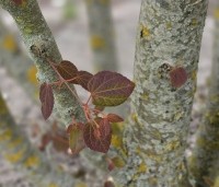 Cercidiphyllum japonicum  - Katsuraboom - 2