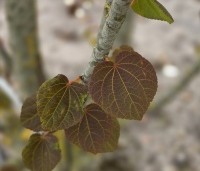 Cercidiphyllum japonicum  - Katsuraboom - 5