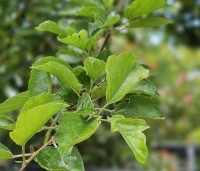 Malus Toringo 'Tina - Dwerg sierappeltje - 5