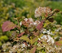 Viburnum plicatum 'Grandiflorum' - Japanse Sneeuwbal 'Grandiflorum' - einde bloei half mei