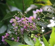 Lagestroemia 'Muskogee' bloei