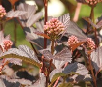 Physocarpus opulifolius 'Diabolo'
