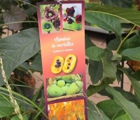 Asimina triloba - Pawpaw - 1