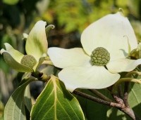 Cornus kousa 'Teutonia' - Japanse grootbloemige kornoelje 'Teutonia' - 5