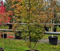 Acer x pseudosieboldianum 'North Wind' - Japanse Esdoorn 'North Wind' - 1