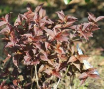 Diervilla splendens 'Diva'