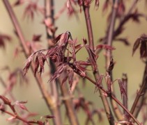 Japanse Esdoorn 'Skeeter's Broom'