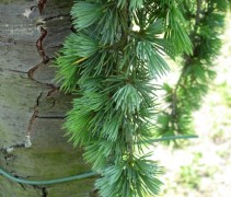 Naalden Cedrus libani 'Clauca Pendula'