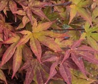 Acer palmatum 'Atropurpureum' - Japanse Esdoorn 'Atropurpureum' - 1