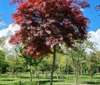 Acer palmatum 'Stella Rossa' - Japanse Esdoorn 'Stella Rossa' - 1