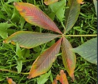 Aesculus x Arnoldiana 'Autumn Splendor' - Kastanjeboom met rode herfstkleuren - 3