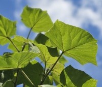 Paulownia tomentosa 'Hulsdonk' - Anna Paulownaboom 'Hulsdonk' - 3