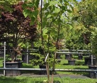 Paulownia tomentosa 'Hulsdonk' - Anna Paulownaboom 'Hulsdonk' - 2