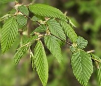 Carpinus betulus - Haagbeuk - jong uitlopend blad in april 2025