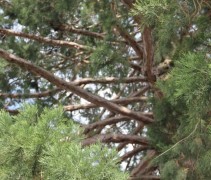 Sequoiadendron giganteum