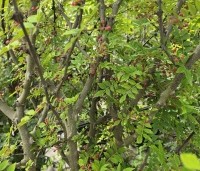 Zanthoxylum simulans - Chinese peperboom - 9