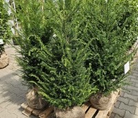Taxus baccata - Venijnboom - 100-120 cm kluit