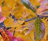 Nyssa sylvatica 'Autumn Cascades' - Zwarte tupeloboom  - 2