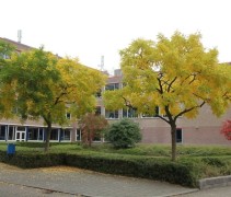 honingboom herfst geel blad