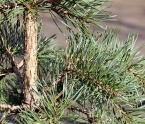 Pinus sylvestris 'Glauca'