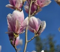 Magnolia soulangeana - Magnolia soulangeana - 1