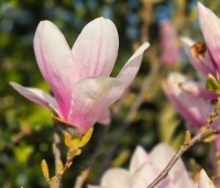 Magnolia soulangeana - Magnolia soulangeana - 2