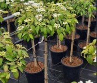 Viburnum plicatum 'Watanabe' - Sneeuwbal 'Watanabe' - 1