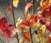 Parrotia Persian Spire