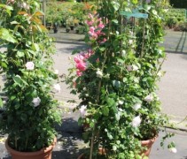 Rosa (K) New Dawn
