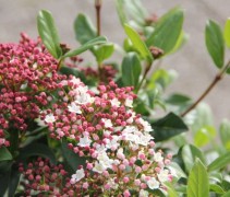 Viburnum Tinus Gwenllian