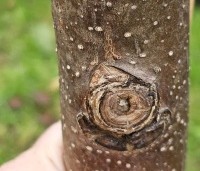Paulownia tomentosa 'Hulsdonk' - Anna Paulownaboom 'Hulsdonk' - 1