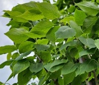 Syringa pekinensis 'China Snow' - Chinese sering 'China Snow' - 1