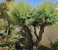 Tamarix tetrandra - Tamarisk - 2