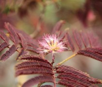 Albizia j. Summer Chocolate