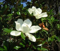 Magnolia 'Galissonniére' witte bloemenpracht