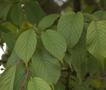 Prunus sargentii ‘Rancho’ blad