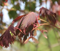 Acer Aconitifolium