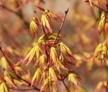 Acer palmatum