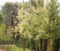 Bonte Vederesdoorn 'Variegatum'  als jonge bomen op onze kwekerij in Apeldoorn
