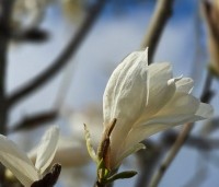 Magnolia 'Wada's Memory' - Magnolia 'Wada's Memory' - 1