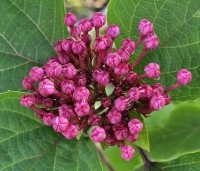 Clerodendrum Bungei - Pindakaasstruik, Kansenboom - 2