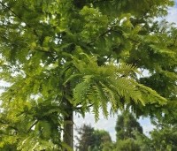 Metasequoia glyptostroboides 'Gold Rush' - Chinese Moerascipres 'Gold Rush' - 1