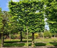 Carpinus betulus - Haagbeuk - 1