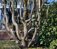Parrotia persica 'Vanessa' - Perzisch IJzerhout - 4