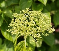 Hydrangea anomala subsp. petiolaris - Klimhortensia - 1