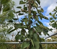 Davidia involucrata - Vaantjesboom - kroon hoogstam