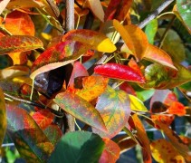 Amelanchier lamarckii