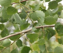 Populus tremula