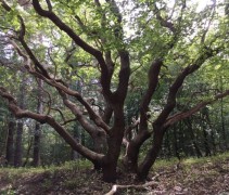 Quercus Robur